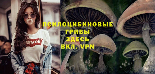 стаф Алзамай